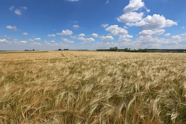 Сценарий Пшеничного Поля Ферме — стоковое фото