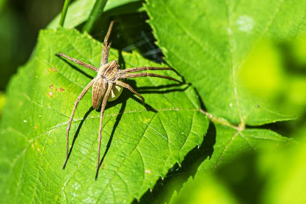 大绿叶上的褐色蜘蛛 — 图库照片