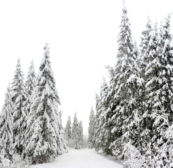 Shot Fir Forest Covered Snow — Stock Photo, Image