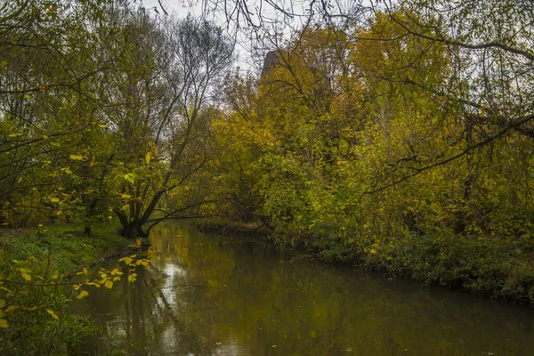 森林里的一条小河 树上挂着秋天的树叶 — 图库照片