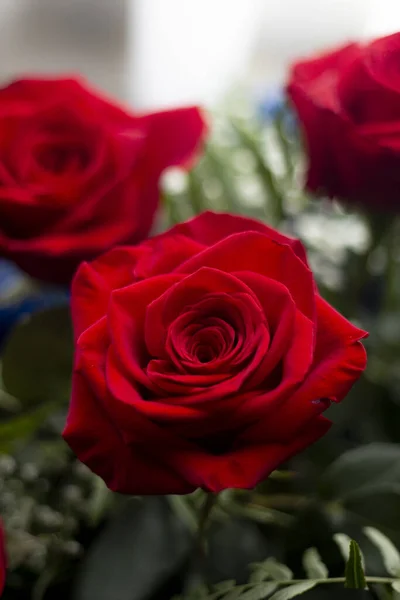 Vörös Rózsa Szelektív Fókusza Romantika Szerelem Fogalma — Stock Fotó