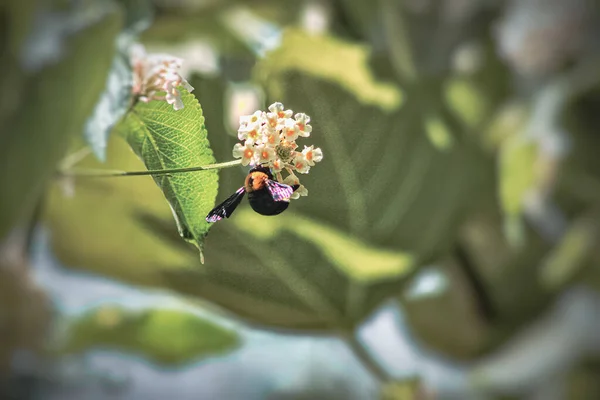 Eine Selektive Fokusaufnahme Einer Biene Auf Einer Lantana Blume — Stockfoto