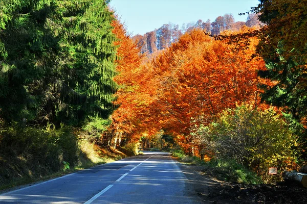 Прекрасный Снимок Осеннего Леса — стоковое фото