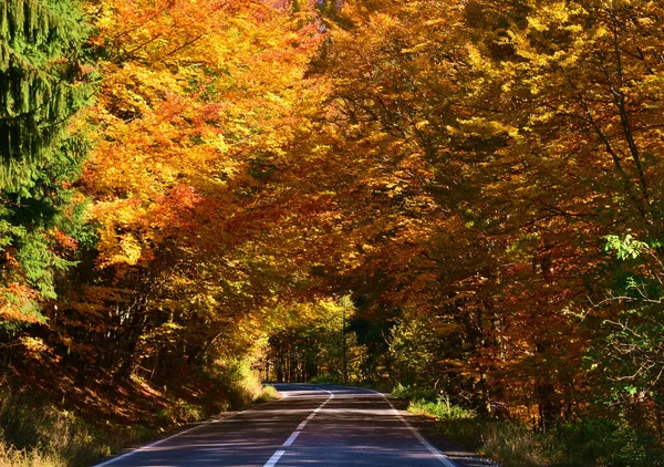 Eine Schöne Aufnahme Von Einem Herbstlichen Wald — Stockfoto