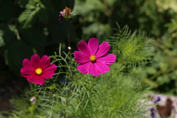 Primo Piano Bellissimo Fiore Del Cosmo — Foto Stock