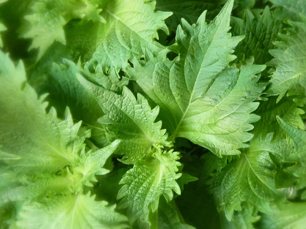Detailní Záběr Rostoucí Rostliny Zeleni Ideální Pro Pozadí — Stock fotografie