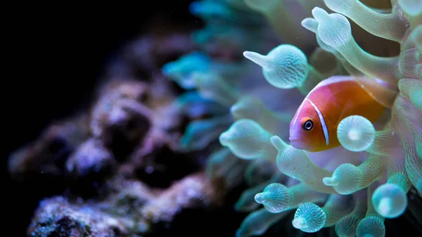 A closeup shot of an orange fish near a blue sea anemone