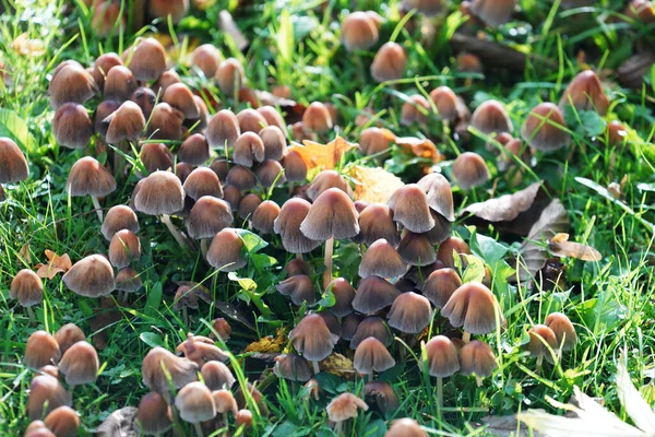 Close Cogumelos Ovados Selvagens Crescendo Grama — Fotografia de Stock