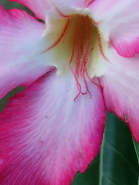 Eine Makroaufnahme Der Rosa Adenium Obesum Blume — Stockfoto
