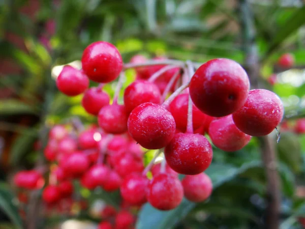 Sebuah Fokus Tembakan Selektif Mekar Berry Cherry Merah — Stok Foto