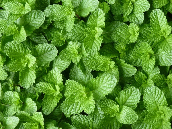 Closeup Shot Growing Plants Greenery Perfect Background — Stock Photo, Image