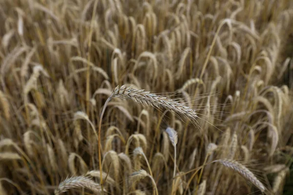 Selektivní Zaostření Vysokého Úhlu Zavření Pšenice Pšeničným Polem Pozadí — Stock fotografie