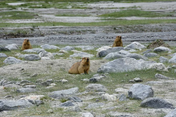 Una Familia Marmota Himalayana Ladakh India — Foto de Stock