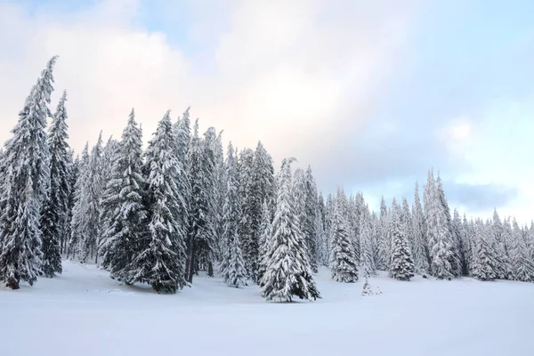 一张覆盖着积雪的冬季森林的美丽照片 — 图库照片