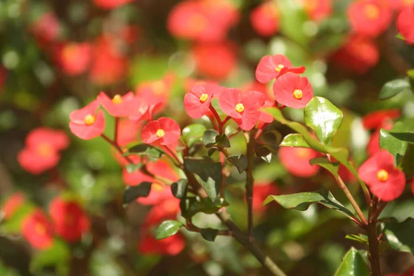 Closeup Shot Begonias — Stock Photo, Image