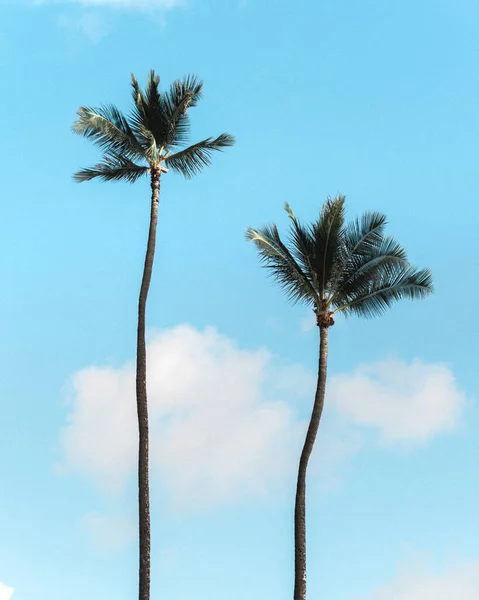 Een Verticaal Schot Van Palmbomen Tegen Blauwe Lucht — Stockfoto