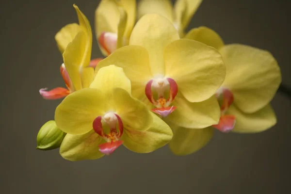 Tiro Closeup Flores Florescendo Orchid Vegetação — Fotografia de Stock