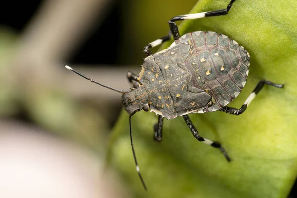 Closeup Gray Marble Bug Green Plant — Stock Photo, Image