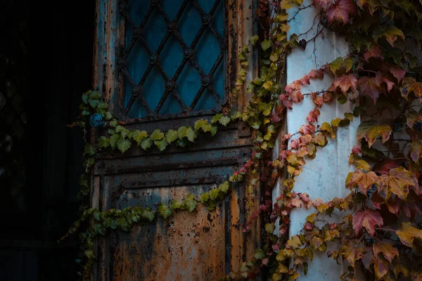 Una Vieja Puerta Entrada Envejecida Cubierta Por Crecimiento —  Fotos de Stock