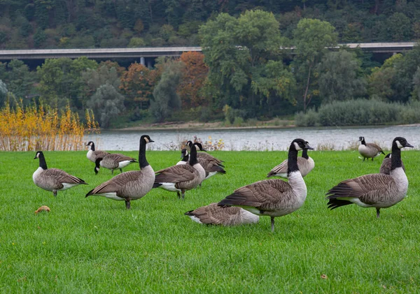 Grupa Gęsi Kanadyjskich Branta Canadensis Użytkach Zielonych Nad Renem Niemcy — Zdjęcie stockowe