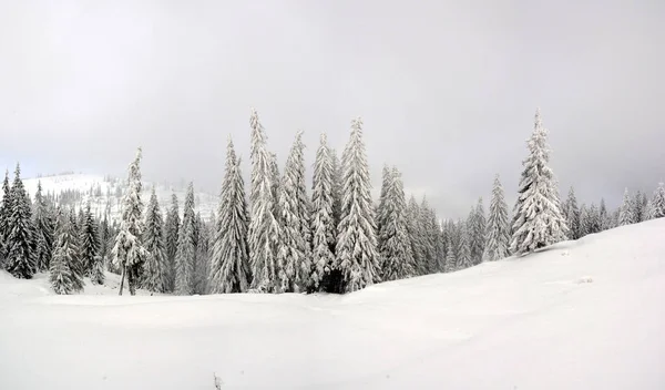 Μια Όμορφη Φωτογραφία Ενός Χειμερινού Δάσους Καλυμμένου Χιόνι — Φωτογραφία Αρχείου