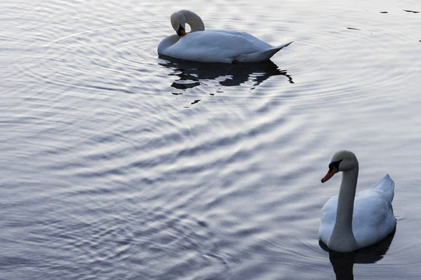 Due Cigni Bianchi Muti Nel Lago — Foto Stock