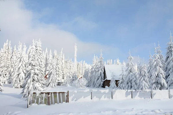 Een Shot Van Een Van Hout Huis Een Winter Woud — Stockfoto