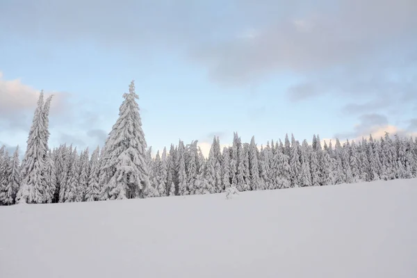 Ein Schuss Tannenwald Der Mit Schnee Bedeckt Ist — Stockfoto