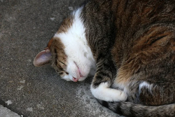 Eine Nahaufnahme Einer Niedlichen Schlafenden Katze — Stockfoto