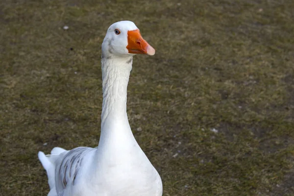 Une Oie Blanche Dans Champ — Photo