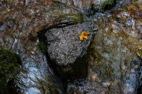 Желтый Лист Камне Воде Возле Водопада — стоковое фото