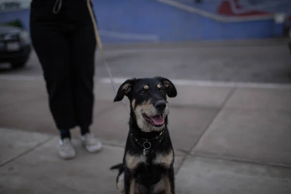 Utsikt Över Jagdterrier Promenader Parken Med Sin Ägare — Stockfoto