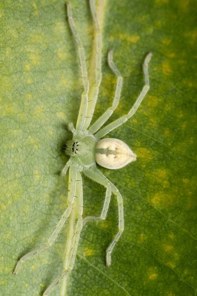 Close Vertical Uma Aranha Verde Clara Uma Planta Amarelo Verde — Fotografia de Stock