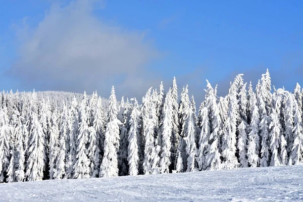 Ein Schuss Von Einem Verschneiten Winterwald — Stockfoto