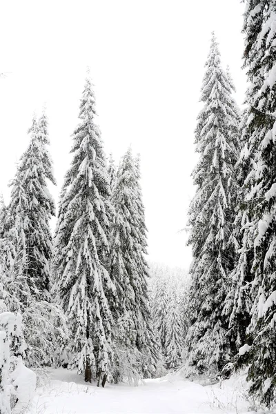 Strzał Jodłowego Lasu Pokrytego Śniegiem — Zdjęcie stockowe