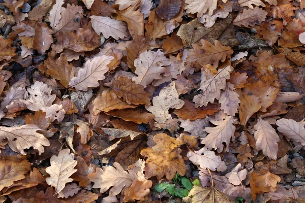 Eine Nahaufnahme Eines Teppichs Herabgefallener Herbstblätter Auf Dem Boden Bei — Stockfoto