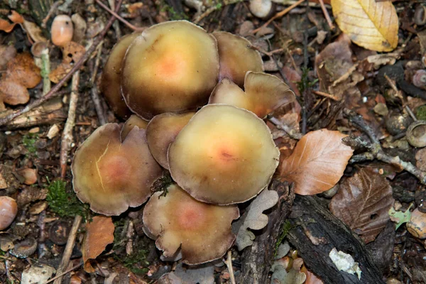 Selective Focus Shot Mushrooms — Stock Photo, Image