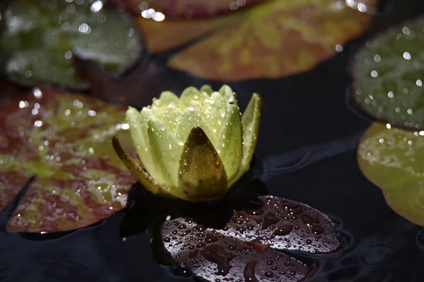 Primo Piano Una Bella Ninfee — Foto Stock