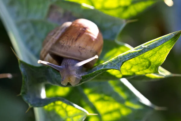 在白天 一只蜗牛爬在一棵绿色植物的叶子上的特写镜头 — 图库照片