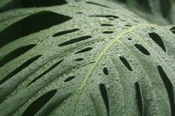 Gros Plan Plantes Croissance Dans Verdure Parfait Pour Fond — Photo