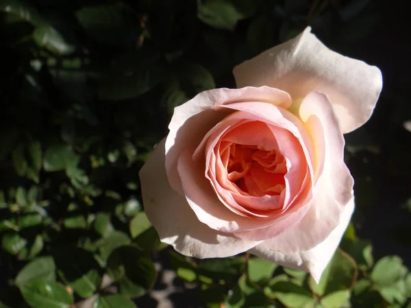 Primer Plano Hermosas Rosas Jardín — Foto de Stock