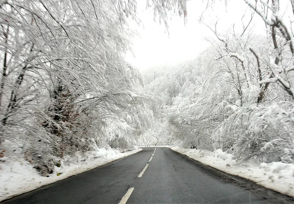 Eine Schöne Aufnahme Einer Straße Einem Verschneiten Wald — Stockfoto