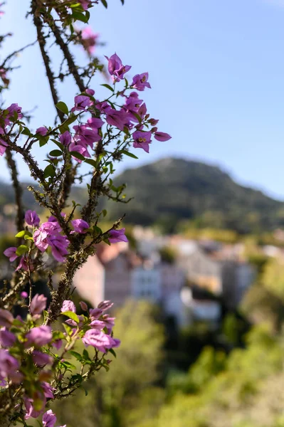 Enfoque Selectivo Vertical Follaje Árbol Flor —  Fotos de Stock