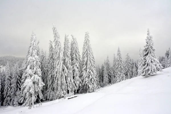 Ένα Πλάνο Ενός Δρόμου Ένα Χειμερινό Δάσος — Φωτογραφία Αρχείου