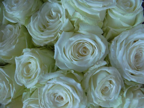 Close Rosas Brancas — Fotografia de Stock