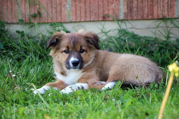 Söt Liten Hund Som Leker Gräsmattan — Stockfoto