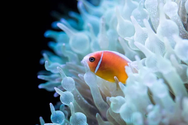 A closeup shot of an orange fish near a blue sea anemone