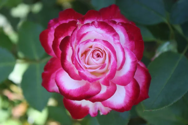 Uma Grande Flor Branca Bonita Com Bordas Rosa Arbusto — Fotografia de Stock