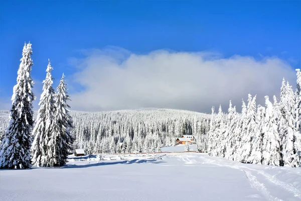 Ein Schuss Von Einem Verschneiten Winterwald — Stockfoto