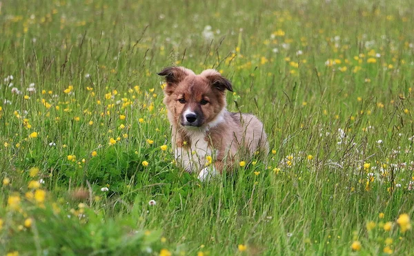 Een Schattig Hondje Dat Het Grasveld Speelt — Stockfoto